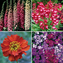 Perennials offer