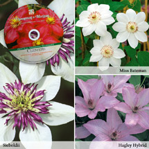 3 Clematis plants