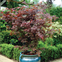 2 Acer plants offer