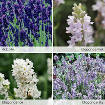 Lavender Collection Offer