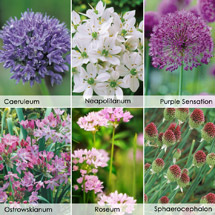 Mixed Bulbs Offer