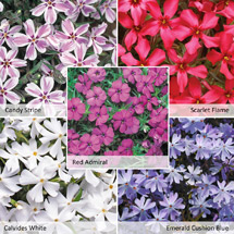 Groundcover Phlox Offer