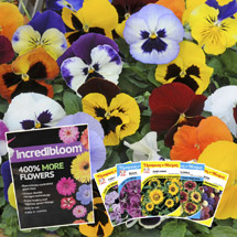 48 FREE* Pansies, fertliser + seed offer