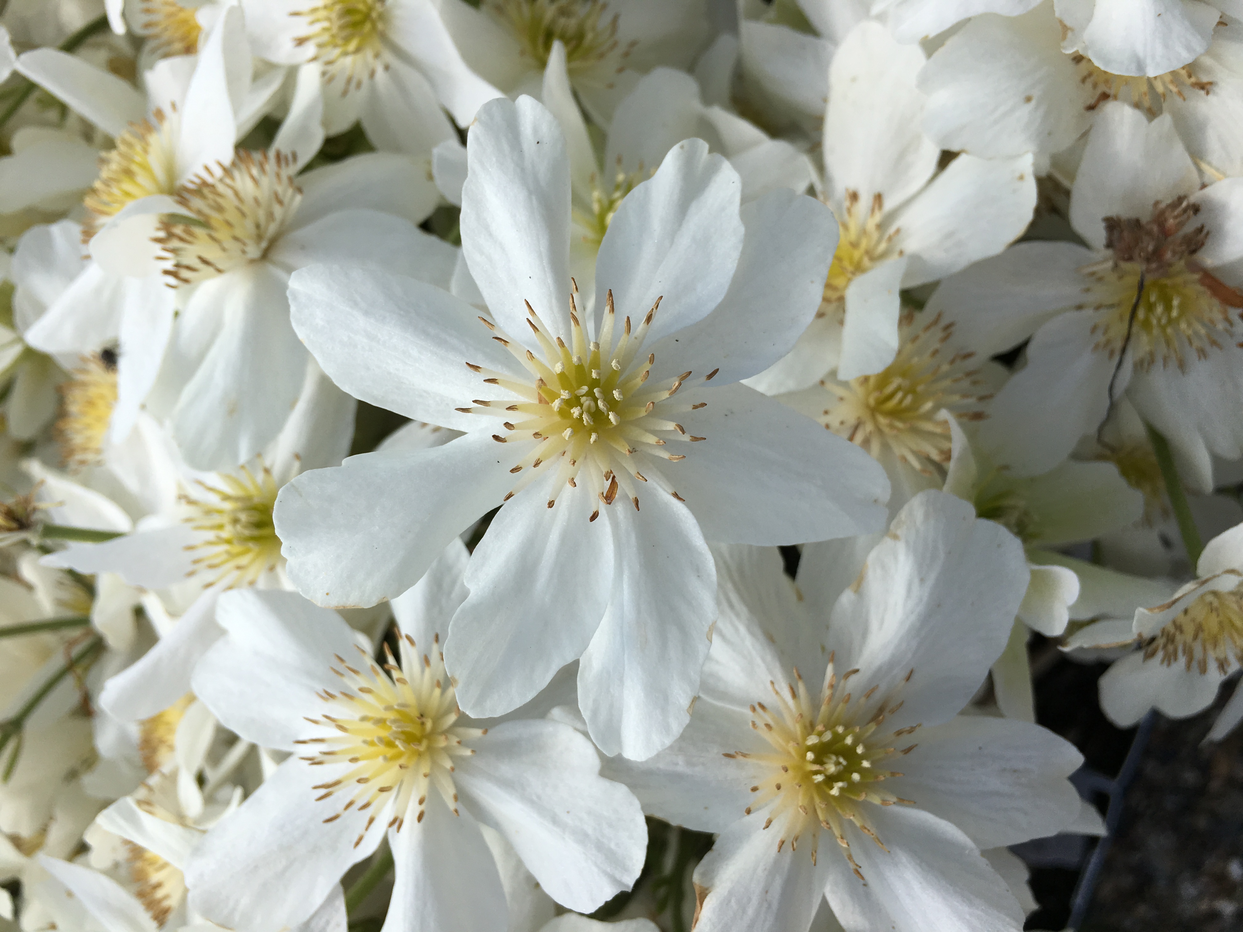Clematis 'Avalanche'