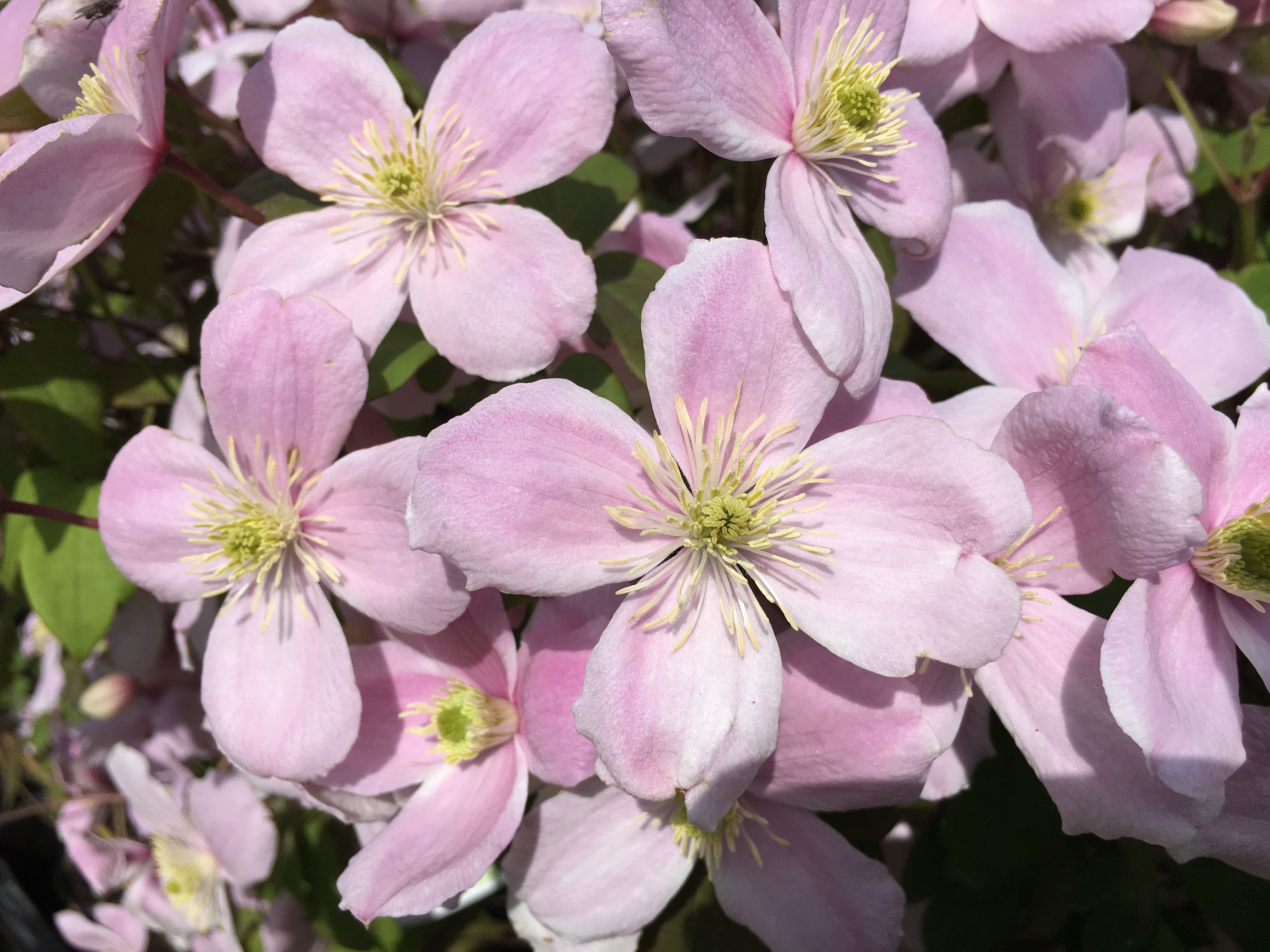 Clematis Montana 'Mayleen'