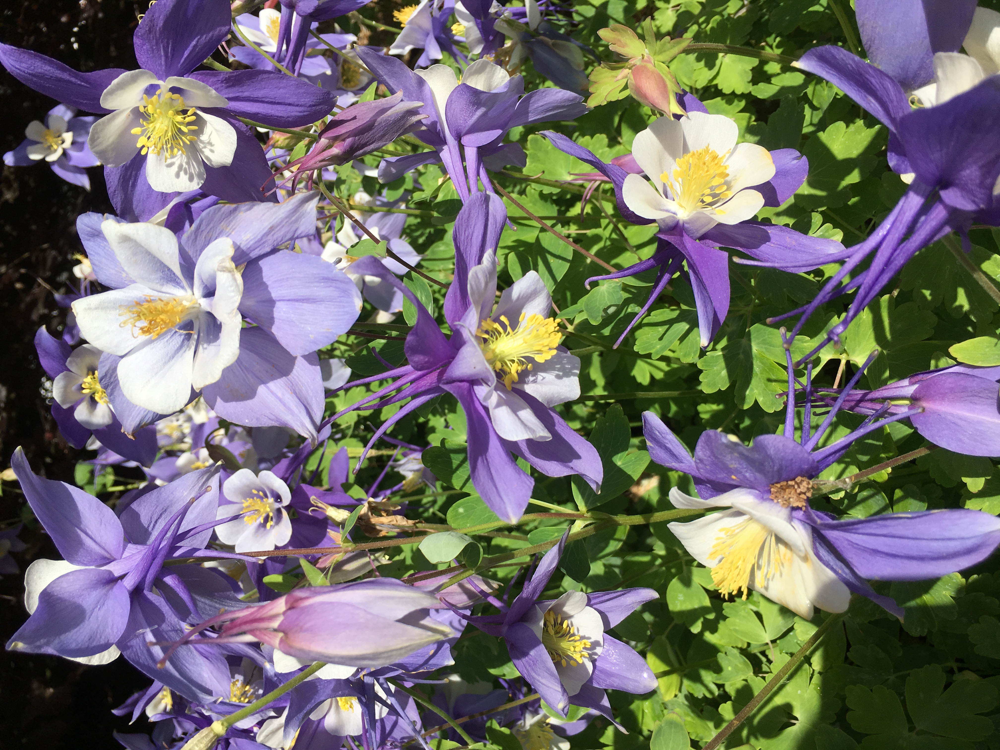 Aquilegia