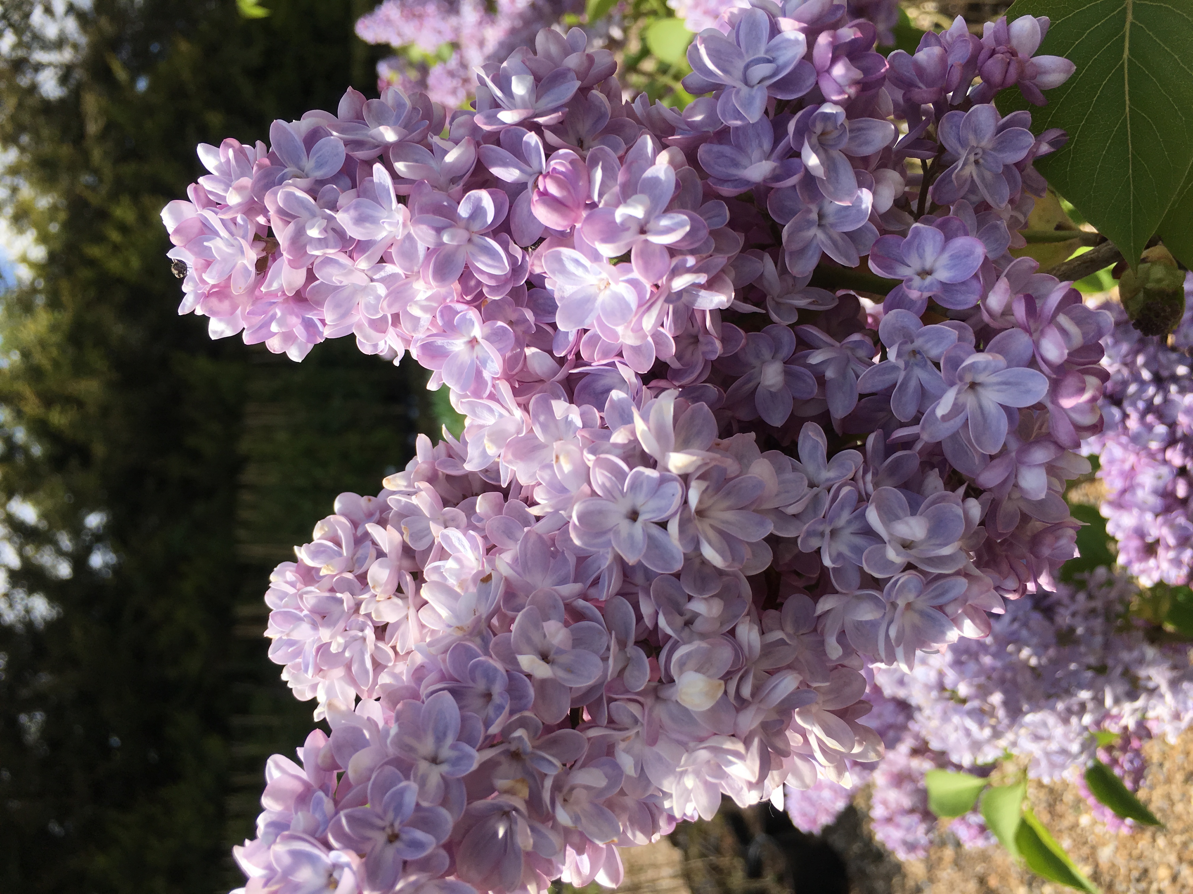Lilac 'Katherine Havemeyer'