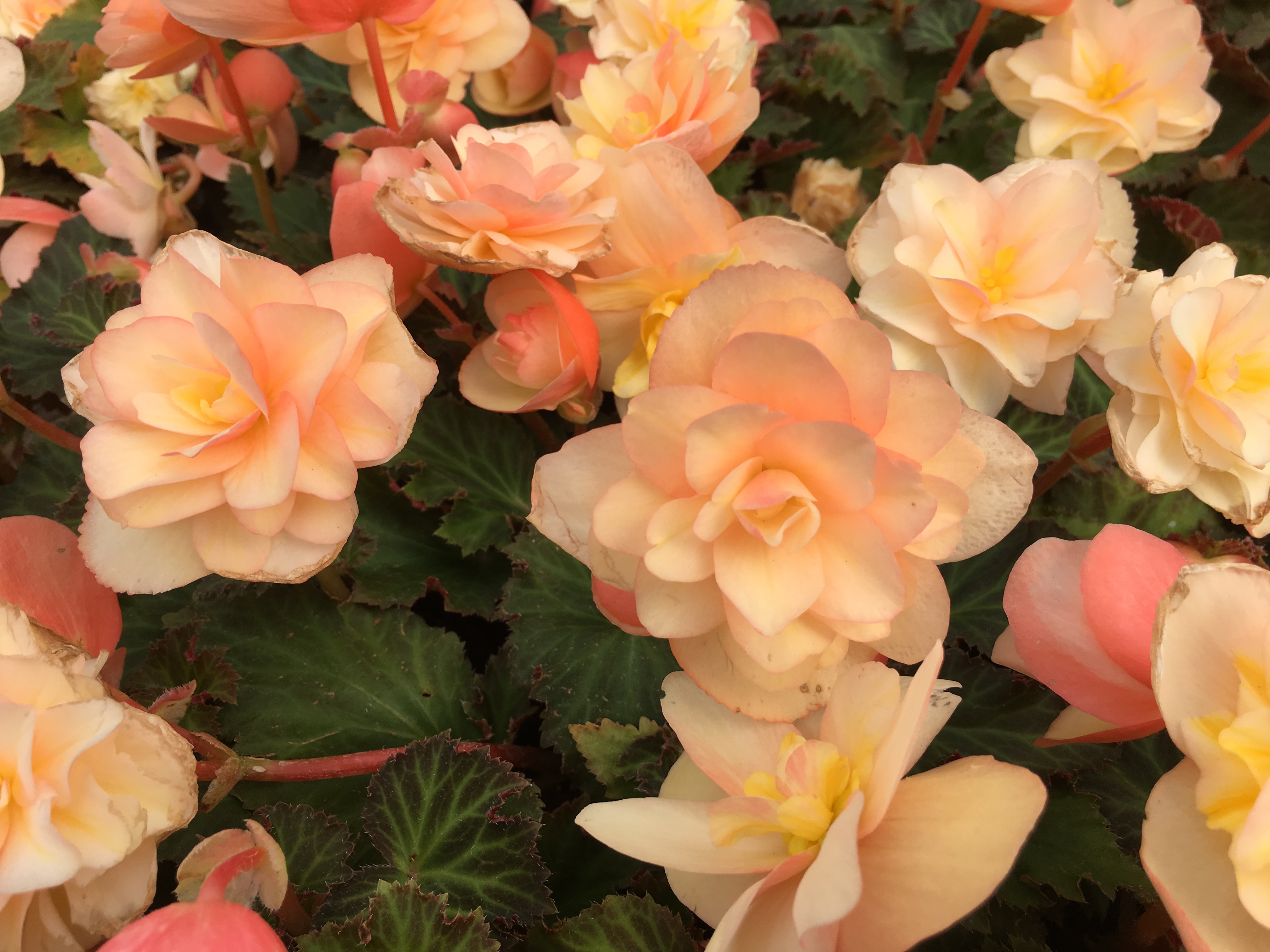 Begonia 'Fragrant Falls'