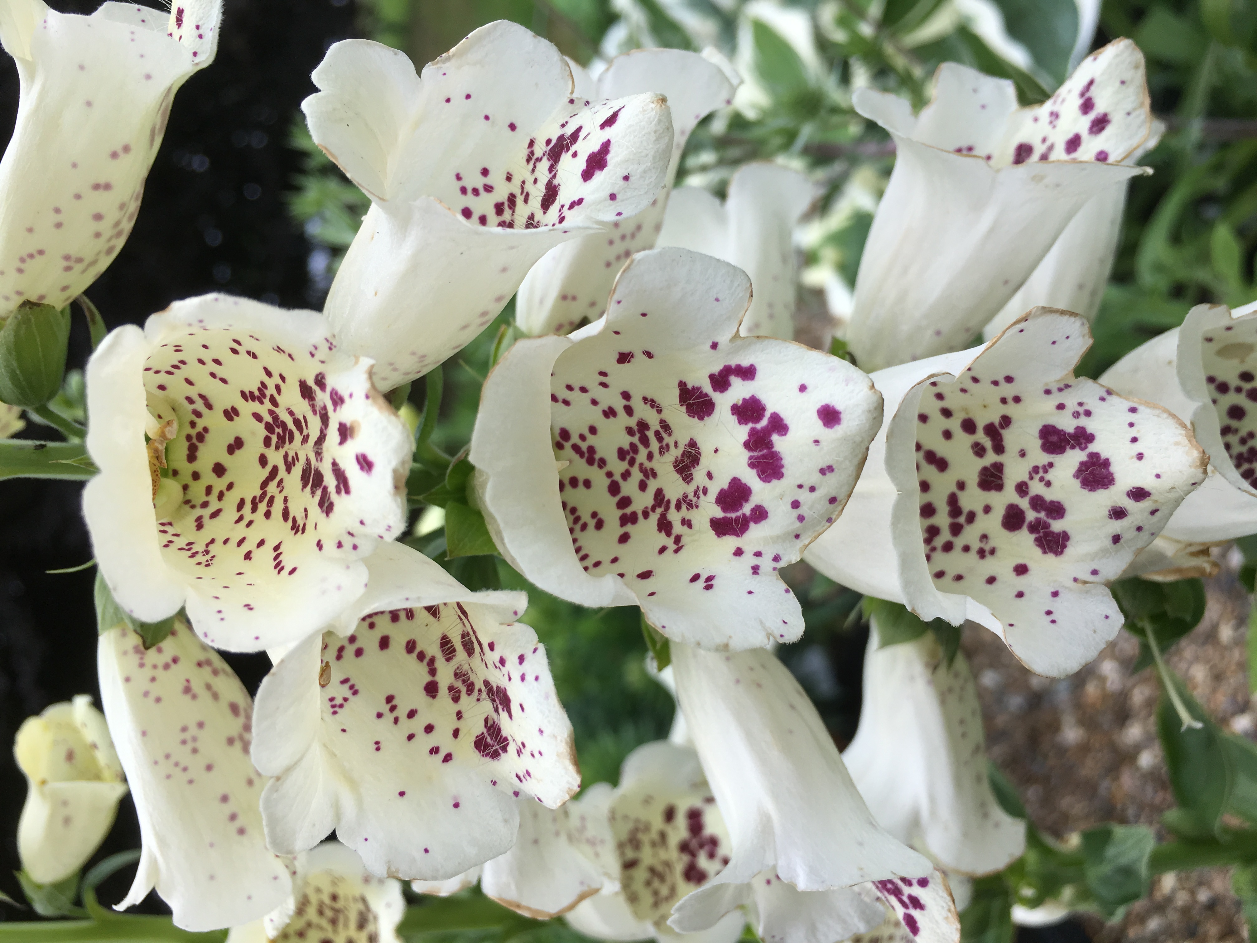 Foxglove 'Dalmation White'