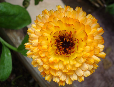 Bright Marigold
