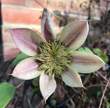 Cool Clematis