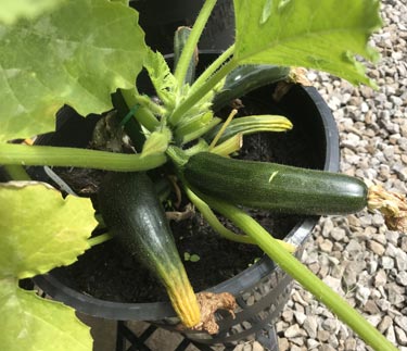 Captivating Courgette