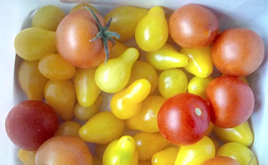 Bountiful Tomatoes