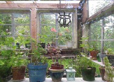 Growing Greenhouse
