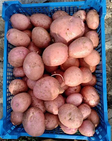 Plethora of Potatoes
