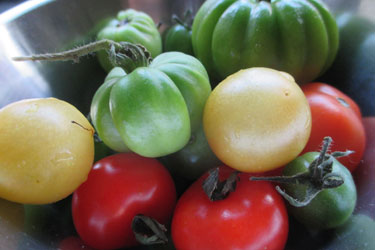 Tantalizing Tomatoes