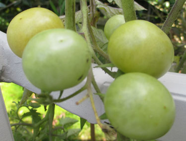 Tumbling Tomatoes