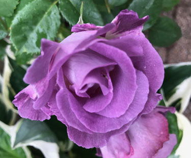 Radient Rose