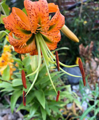 Outstanding Orange Lily