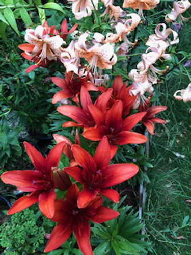 Raucous Red Lily