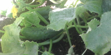 Cute Cucumbers