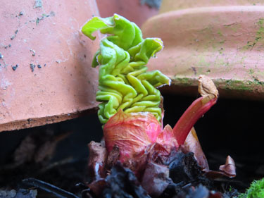 Alien Rhubarb