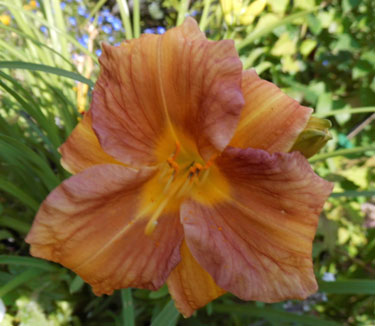Delicate Daylily