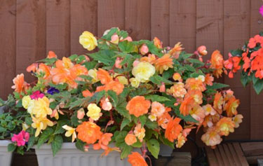 Potted Begonias