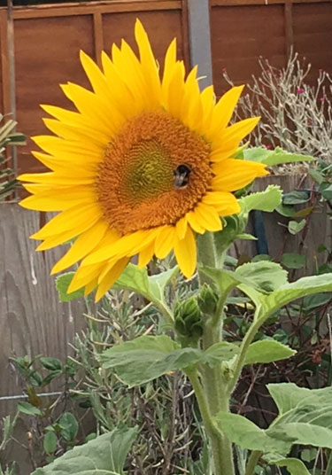 Sumptuous Sunflower
