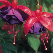 fuchsia dark eyes