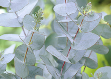 Drought-resistant plants