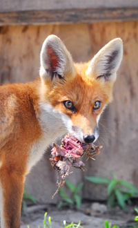 Feeding Fox