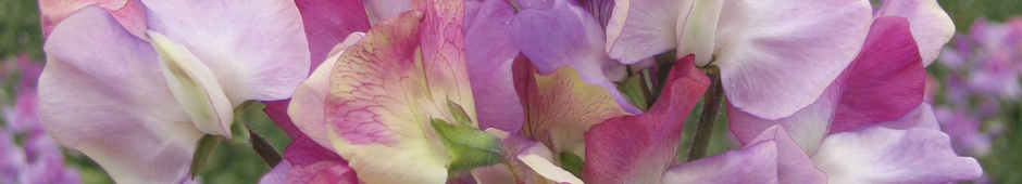 Flower & Vegetable of the Year