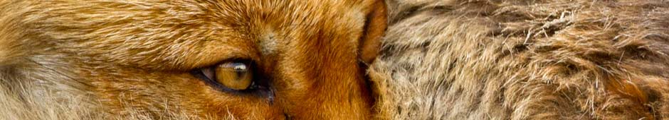 Foxes