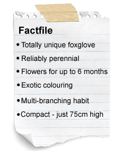 Foxglove factfile