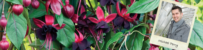 Michael Perry's Top 5 Fuchsia Recommendations