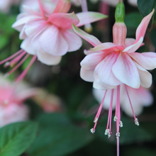 perfect for hanging baskets