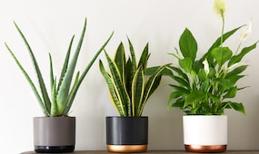 Thompson & Morgan Wellbeing Collection Houseplants