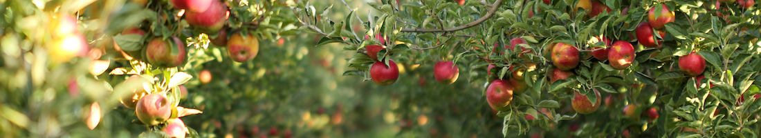 fruit