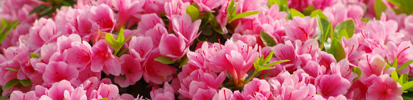 azalea flowers