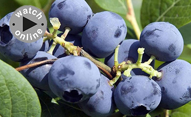 How to prune blueberries