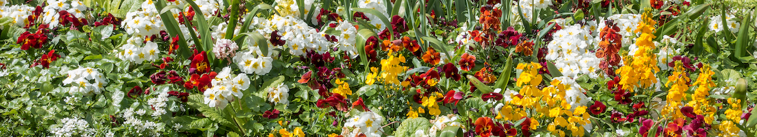 british flowers on display
