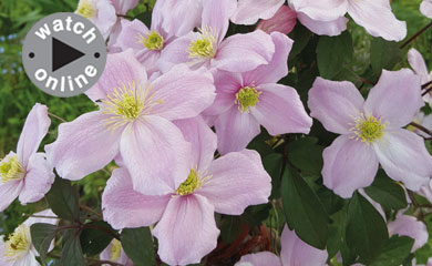 How to Prune Clematis Plants