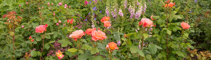 cottage garden flowers