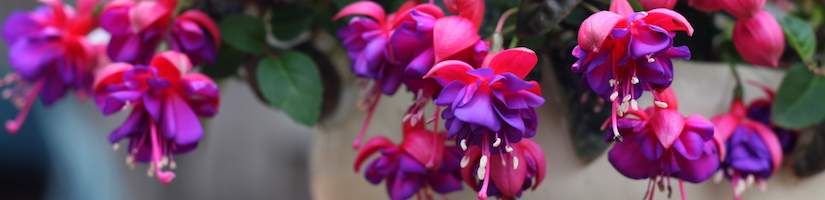 fuchsia flowers