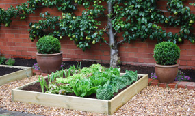How To Grow Plants in Raised Beds