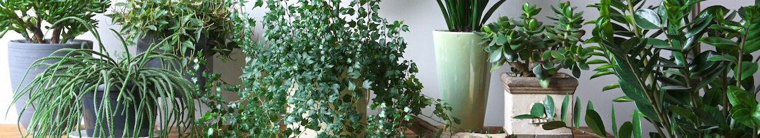 houseplant display