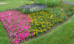 How To Grow Bedding Plants