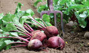 How To Grow Beetroot