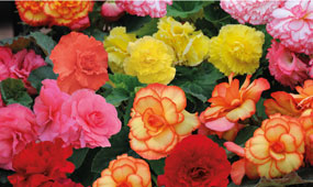 How To Grow Begonias